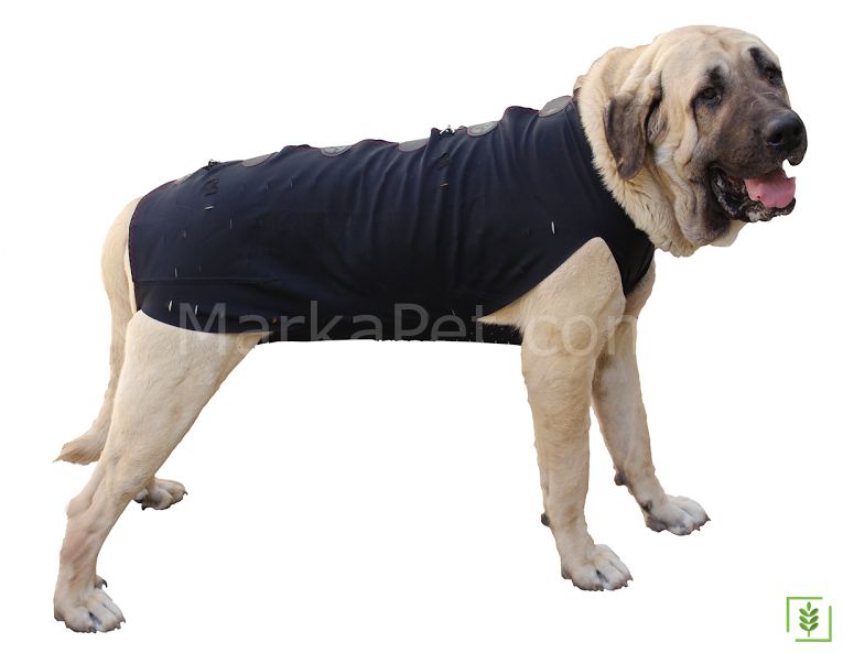 Win Pet Ameliyat Sonrası Köpek Elbisesi XXL 89*91 cm